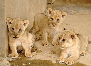 این روزها که دیدن شیر ایرانی برای ایرانیها به آرزو تبدیل شده تولد چهار توله شیر آفریقایی در باغ وحش خرم آباد مجالی برای دیدن خانواده شیرهای آفریقایی در این استان را فراهم کرده است.