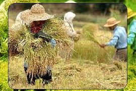 دبیر انجمن حمایت از برنج ایران از پایان خوب برداشت برنج در شمال کشور خبر داد و گفت: در استان های جنوبی مقداری برداشت برنج ادامه دارد که مصرف محلی دارد.