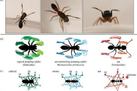محققان دانشگاه کرنل واقع در نیویورک، عنکبوت‌هایی را شناسایی کردند که برای اجتناب از خورده شدن، شبیه به مورچه‌ها راه می‌روند.