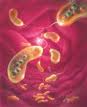 سازمان بهداشت جهانی، از شیوع بیماری وبا در پاکستان و نیجریه خبر داد.