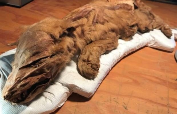 بقایای نادر یک توله گرگ مومیایی شده و گوزن شمالی مربوط به ۵۰ هزار سال قبل در کانادا کشف شده است.